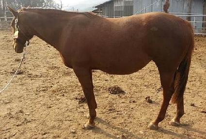 ���������� ����