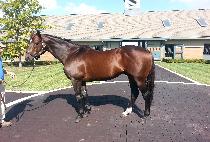 ANY GIVEN SATURDAY picture