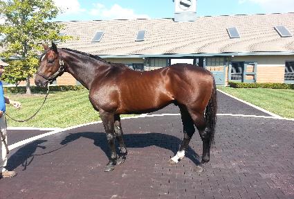 �ִϱ����͵��� ����