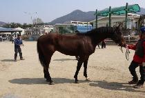 ġ���巹�� (CHIEF DRESSEL) ����