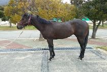 ����ÿ��� (BLUE SIERRA) ����