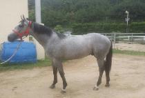 ŷ���׷��� (KING THE GRAY) ����