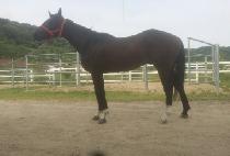 Ʈ�������̺� (TRIPLE FIVE) ����