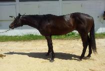 ȫ����� (HONG KONG BLUE) ����