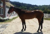 �׷���Ʈ�� (GREAT SONG) ����