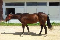 �ҿ�����̵� (SOUL BLADE) ����