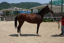 �߸������� (BALIOS QUEEN) ����