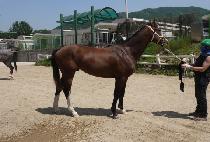 �������̾� (BEONGAE LION) ����