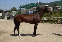 Ȳ�ݺ�� (HWANGGEUM BISANG) ����