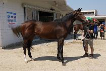 ���Ϻ����̵� (GENIE BLADE) ����