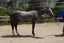 ����Ƽ�ε� (MIGHTY INDY) ����