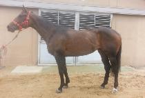 ������ (GUMALLI) ����