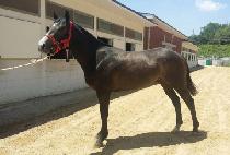 ������ (GAKBYEOLHAN) ����