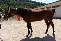 ��׷���Ʈ (BIG GREAT) ����