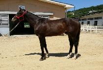 �߾ӽ�ȭ (JUNGANG SINHWA) ����