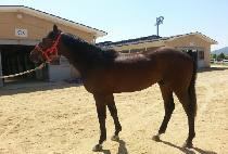 �ְ��Ŀ�Ǯ (CHOEGANG POWERFUL) ����