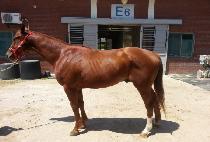 ���ϰ�Ÿ (JEIL GANGTA) ����