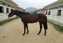 ŷ�縯�� (KING FELIX) ����