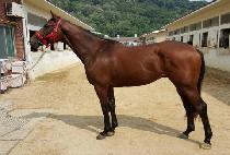 �����ǻ�� (MUJEOKUI SAMSON) ����