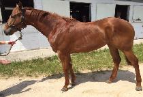 ����Ȳ�� (SEOBU HWANGNYONG) ����