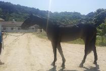 ���Ƿ��̵� (HAPPY RAID) ����