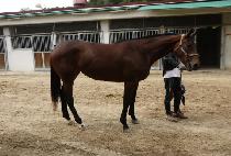 ���̾�Ʈ���� (GIANT BLUE) ����