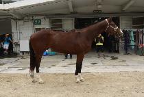 �Ƹ���Ȳ�ݲ� (ARGO HWANGGEUMKKOT) ����