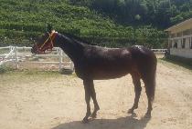 ������ (DODOHAN) ����