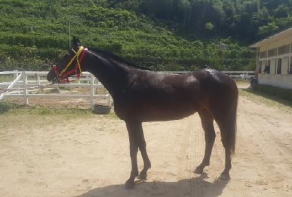 ������ ����