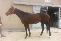 ���Ͻô� (TONGIL SIDAE) ����