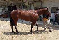 �����׶� (NEW VETERAN) ����