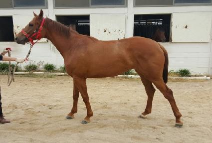 �����è�� ����