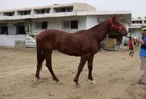 �ڶ��̾� (KO LION) ����