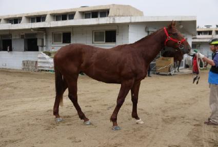 �ڶ��̾� ����