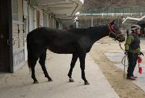 Ǫ���� (PUREUN MAE) ����