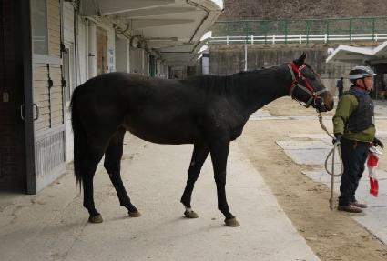 Ǫ���� ����