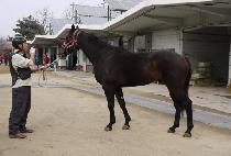 ��弼�� (GOLD SEVEN) ����