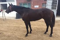 ��󺸸��� (BRAVO MARINE) ����