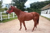 �ְ���� (CHOEGANG YONGSA) ����