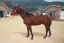 õ��� (CHEONNYEON BIMA) ����