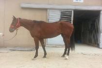 ��� (BAEKDU) ����