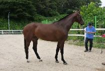 ������ (BEER THIEF) ����