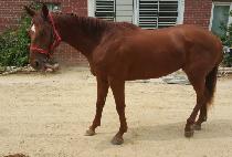 �����ǽ� (BEONGAEUI SIN) ����