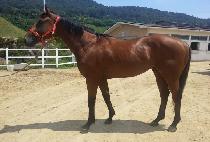 ��幮 (GOLD MOON) ����