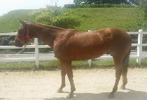 ��ӽ�Ʈ���� (SHOW MUST GO ON) ����