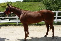 ��ư�� (COTTON MILL) ����