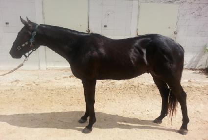 ���������� ����