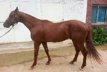 �׸������� (TARIAT MACHO) ����