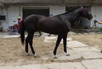 ����ī���� (BLACK KAISER) ����