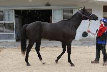 ���̾�Ʈų�� (GIANT KILLER) ����